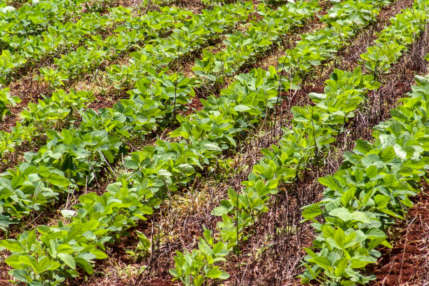 Green soy plant leaves in the cultivate field, in Brazil