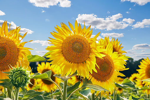 Sunflowers with seeds and bright yellow petals growing in agricultural field against cloudy blue sky