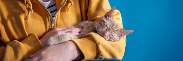 Cute ginger kitten sleeps in hands stock photo