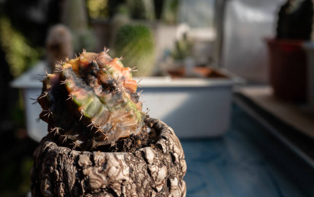 Close up of Gymnocalycium variegated cactus rotting. Cactus rot is one of the main causes of cactus death from fungal and bacterial diseases attack. dying cactus stock pictures, royalty-free photos & images