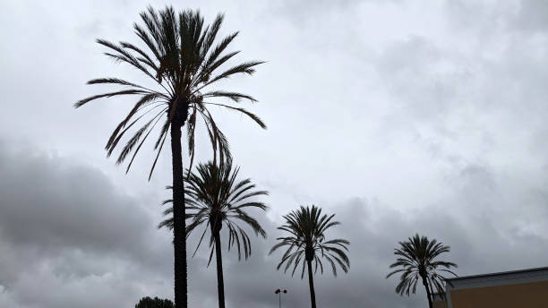 Palm Trees on an Autumn Day stock photo