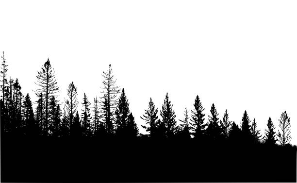 Trees With No Leaves Silhouette vector illustration of a treeline in British Columbia Canada with coniferous trees and leafy trees as well pen and ink stock illustrations