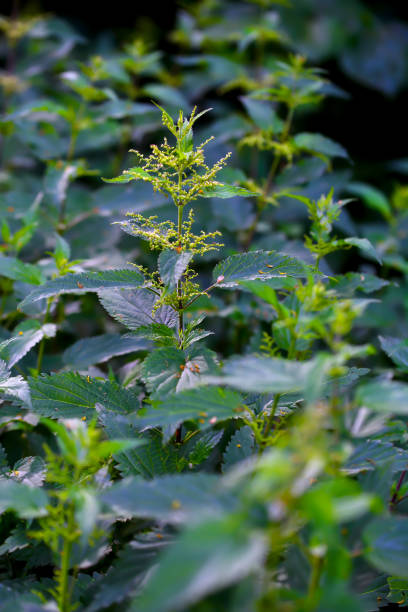 Known and unpopular are the nettles because of the painful wheals (swellings) that appear on the skin after touching the stinging hairs. Depending on the species, the consequences vary in severity; for example, the stinging fluid of the lesser stinging nettle (Urtica urens) is much more painful than that of the greater stinging nettle (Urtica dioica). These stinging hairs act as a protective mechanism against predators and are predominantly present on the upper surface of the leaf. They are long, unicellular tubes whose walls are hard and brittle like glass in the upper part due to incorporated silica. The lower, more flexible end is strongly swollen, filled with burning fluid and sunken into a cell cup. The tip consists of a sideways directed little head, under which a kind of predetermined breaking point is present due to the very thin wall here.