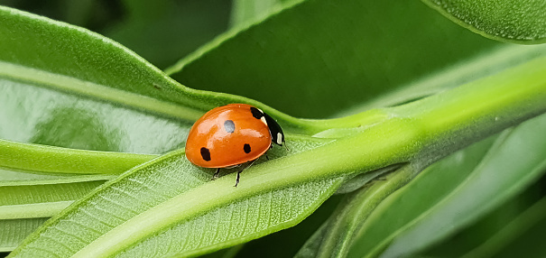 A spotted tortoise beetle on a leaf in the rainforest of Bali, Indonesia.