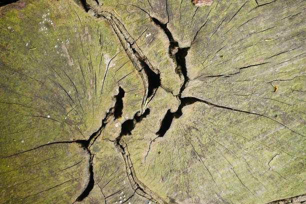 istock close up of natural green moss on oak texture. 1359256220