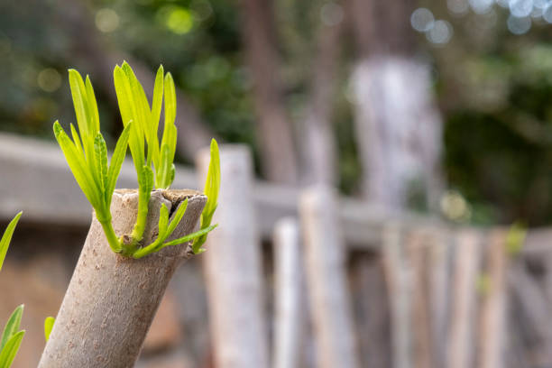 Fresh lush green leafs growing on a pruned tree branch. Natural photography with copy space. Metaphor for rebirth, hope and resurrection. Back to business or return of investment. Healthy lifestyle
