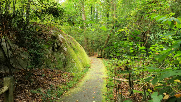 istock Green and Mossy Trail 1359260504