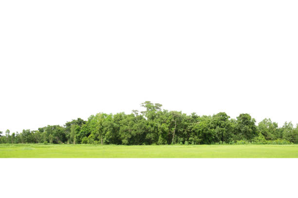 istock Trees, View of a High definition 1359260786