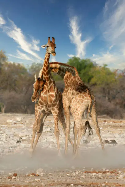 2 Giraffe necking and fighting for dominance over a herd of females as to mate with them in mating season in Etosha Nature reserve in Namibia