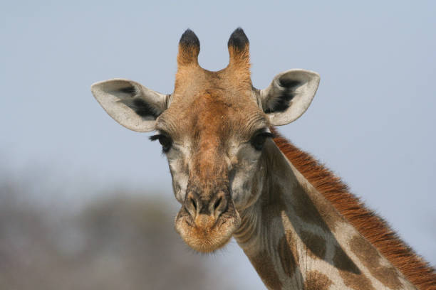istock Beautiful portrait of a single giraffe 1359261487