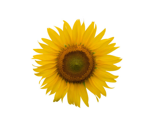 istock big sunflower isolated on white background 1359261784