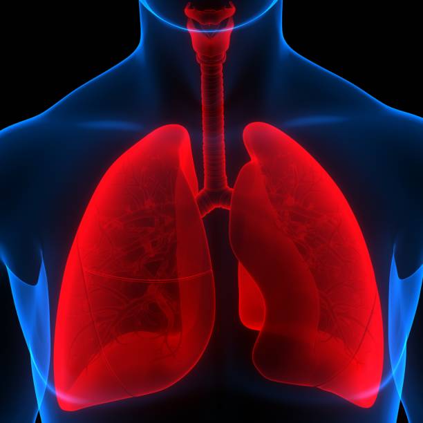 istock Human Respiratory System Lungs Anatomy 1359264463