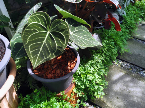 Heart shaped leaves, Anthurium clarinervium plant with morning sun in the Tropical garden. Heart shaped leaves, Anthurium clarinervium plant with morning sun in the Tropical garden. anthurium stock pictures, royalty-free photos & images