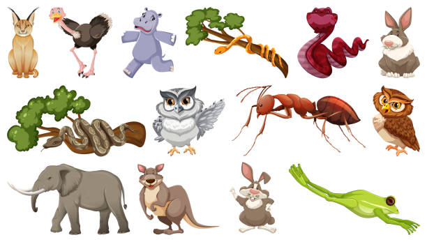Set of different wild animals cartoon characters Set of different wild animals cartoon characters illustration caracal stock illustrations