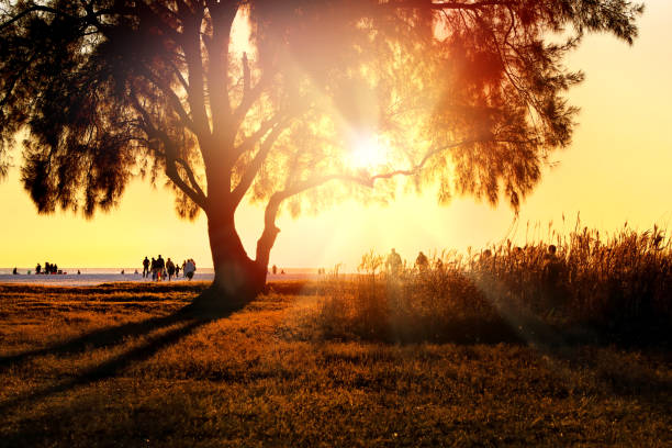 Close up dramatic landscape with single tree during sunset in Siesta Key Sarasota, Florida
