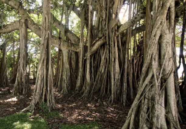 istock Close up large banyan tree detail in garden 1359270008