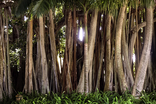 Close up big tropical trees at park in Sarasota, FL