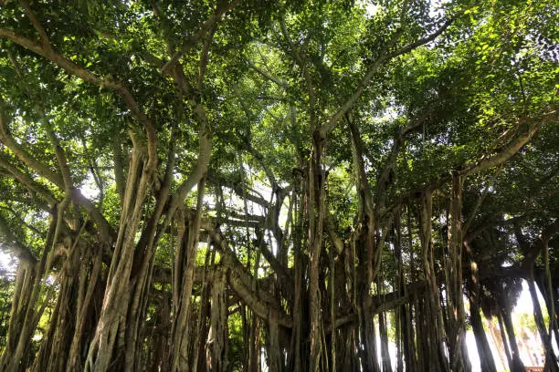 Close up big tropical banyan tree at park in Sarasota, FL