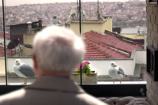 Two seagulls waiting for food by the window in Istanbul