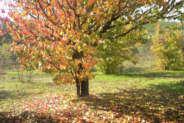 庭のカラフルな単一の桜の木 - cherry tree tree autumn multi colored ストックフォトと画像