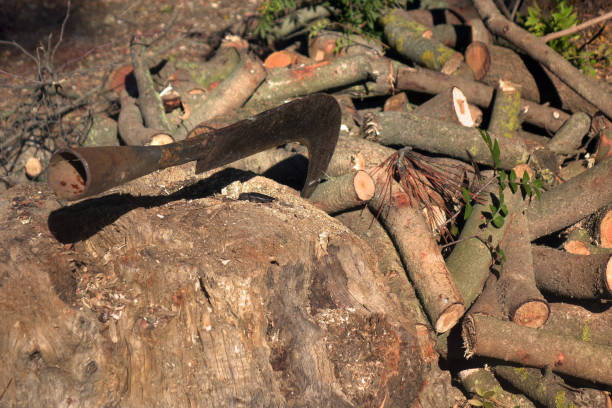istock Close up axe with a pile of firewood 1359271749