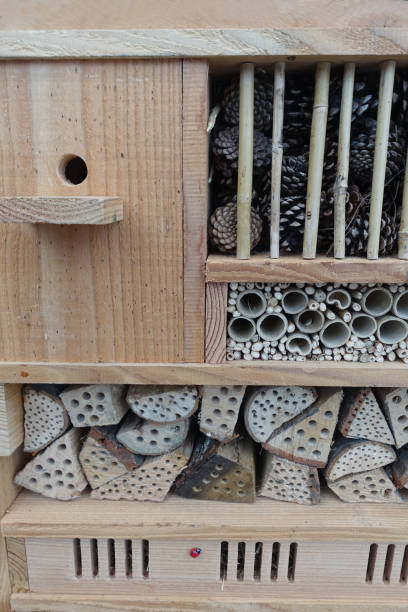 istock Insect cabinet placed in the garden 1359272297