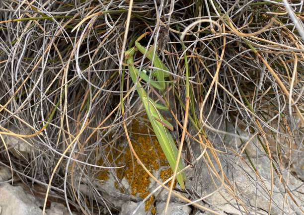 istock Medulin Cape Kamenjak Istria Croatia - Praying Mantis 1359274268