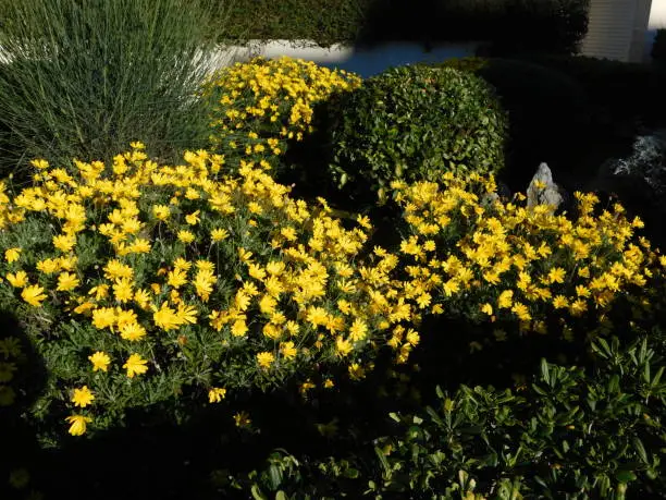 Yellow daisy, or Euryops pectinatus flowers, in a garden