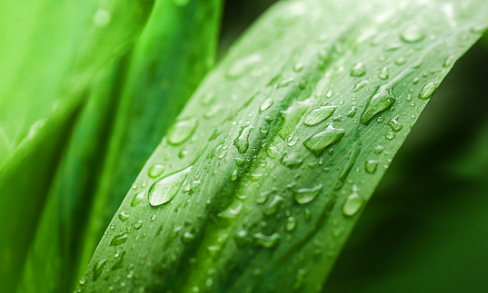 lush green foliage with water drops