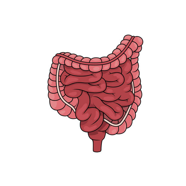 Color vector illustration of children's activity coloring book pages with pictures of Internal organ colon intestines. Color vector illustration of children's activity coloring book pages with pictures of Internal organ colon intestines. small intestine stock illustrations