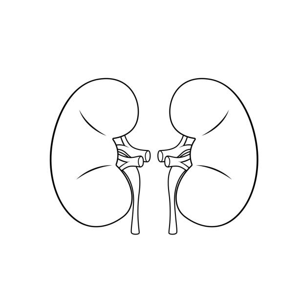 illustrations, cliparts, dessins animés et icônes de illustration vectorielle en noir et blanc des pages de livre de coloriage d’activités pour enfants avec des images du rein de l’organe interne. - renal vein