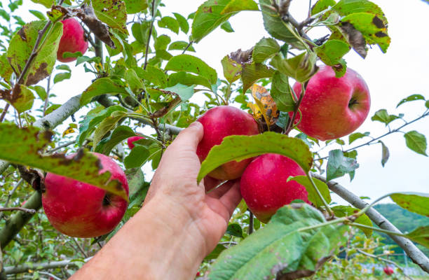 istock Apple field in Japan 1359279498
