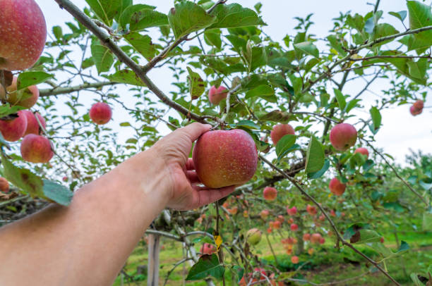 istock Apple field in Japan 1359279510