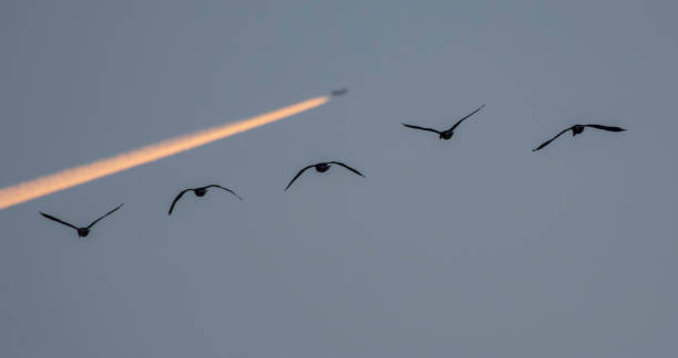 geese plane and con trail - con trail imagens e fotografias de stock