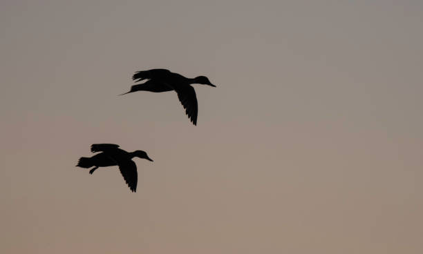istock Silhouette of Flying Pintail Pair 1359281357