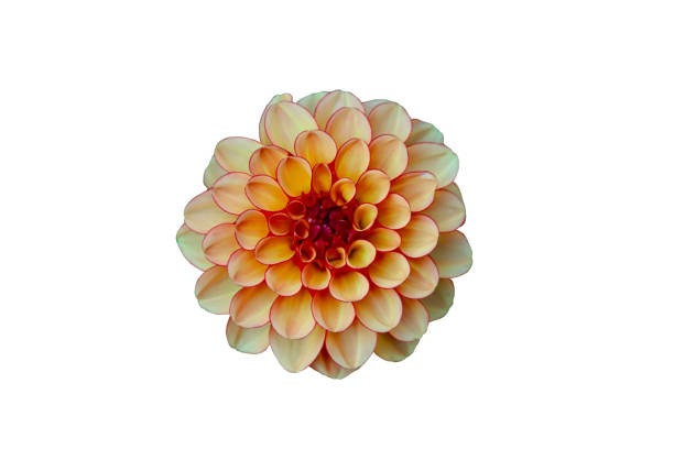 istock Dahlia plant flower. 1359281412