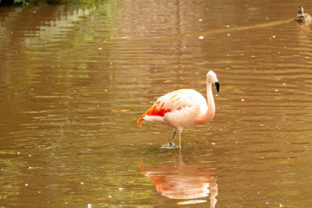 istock Chilean Flamingo 1359282774