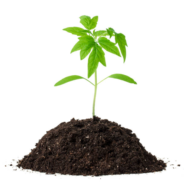 istock Green sprout in the dirt isolated on white 1359283698