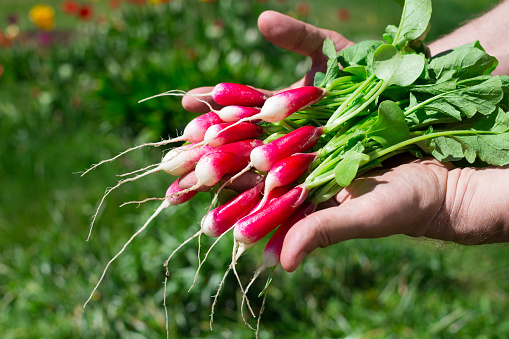 A bunch of fresh red and white radishes (lat. Raphanus sativus) with tails and leaves on male palms on a background of grass.