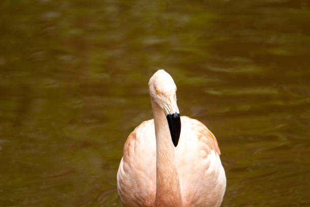 istock Chilean Flamingo walking 1359285143
