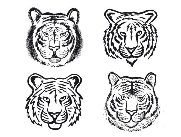 Ilustración de Conjunto De Cabeza De Tigre Ilustración Dibujada A Mano Aislado Sobre Fondo Blanco y más Vectores Libres de Derechos de 2022 - iStock Ilustración de Conjunto De Cabeza De Tigre Ilustración Dibujada A Mano Aislado Sobre Fondo Blanco y más Vectores Libres de Derechos de 2022 - iStock