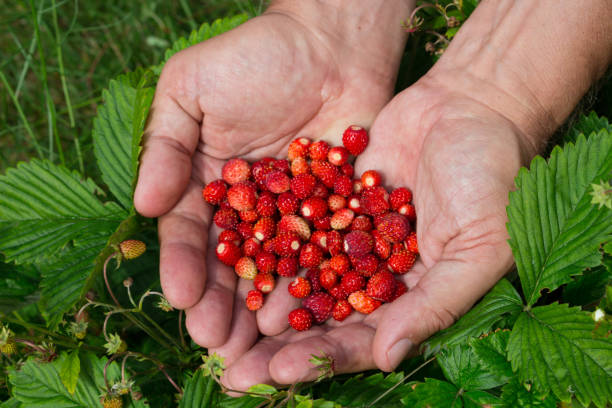 istock Forest strawberries in men's hands on strawberry leaves . 1359285442