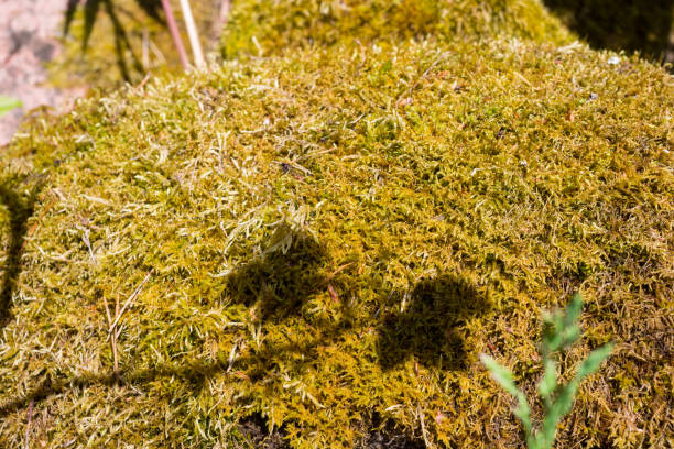 istock A rounded stone covered with yellow moss, with the shadow of two currant leaves on it. 1359285547