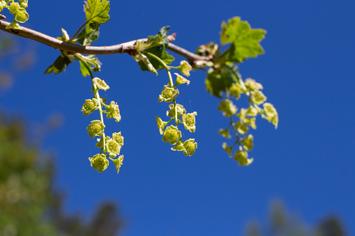 A brush of white currant flowers (Latin Ríbes) against a blue sky.