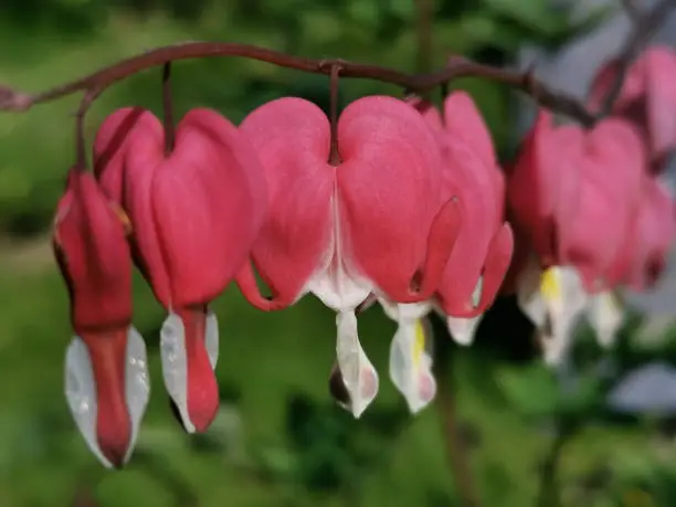 Broken heart buds or magnificent dicentra (Latin: Lamprocapnos spectabilis) on a green background.