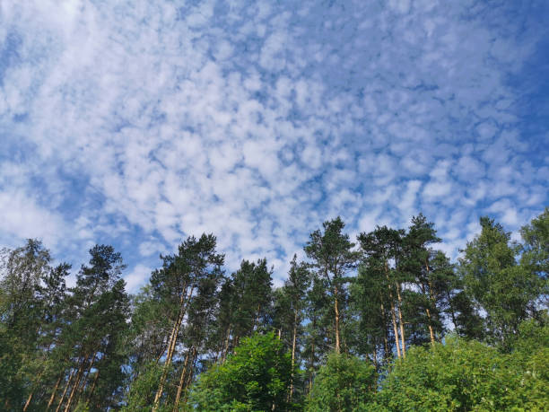 istock Deciduous trees and ship pines against a beautiful sky with clouds on a hot summer day 1359285667
