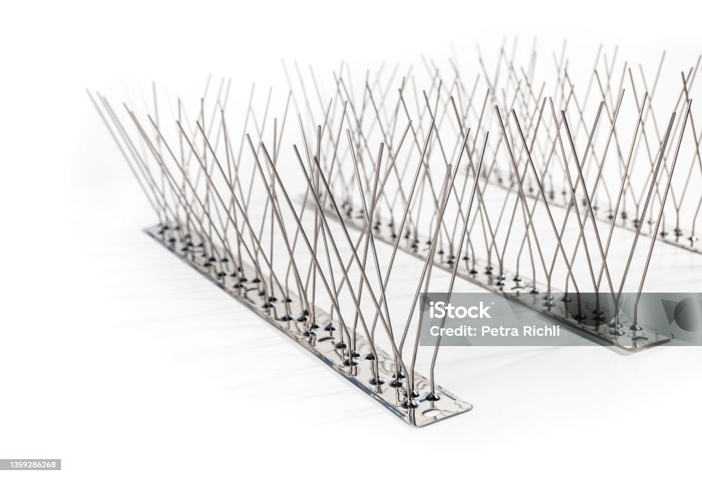 Closeup of multiple strips of bird spikes. Stainless bird spikes prevent pigeons, sparrows, seagulls, swallows from landing, roosting or nesting.  Concept for humane pest control. Isolated on white. Spiked Stock Photo