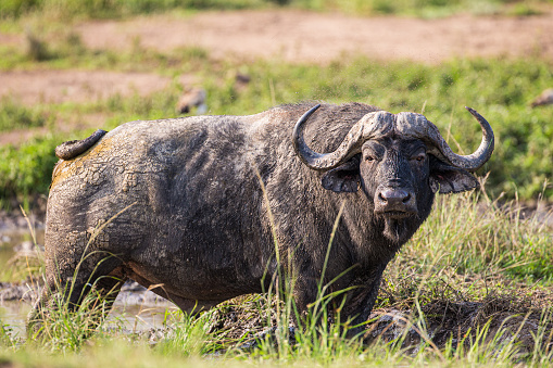 Water Buffaloes bathing and grazing in swamp lake pond at Yala National Park Safari drive