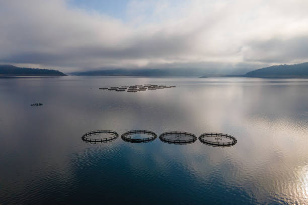 istock Fish Farm with fish cages in water 1359290255