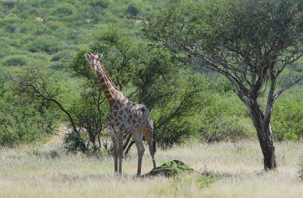istock A giraffe among acacias, Namibia 1359290379